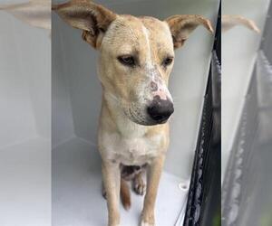 Carolina Dog-Unknown Mix Dogs for adoption in Houston, TX, USA