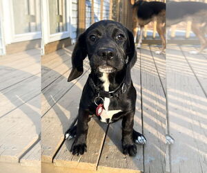 Basset Hound-Unknown Mix Dogs for adoption in Wakefield, RI, USA