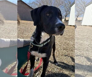 Mutt Dogs for adoption in Candler, NC, USA