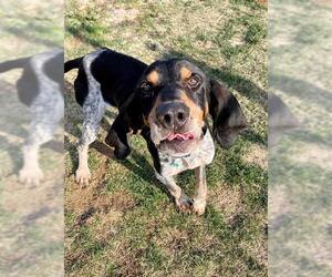 Black and Tan Coonhound-Labrador Retriever-Unknown Mix Dogs for adoption in Waterford, VA, USA