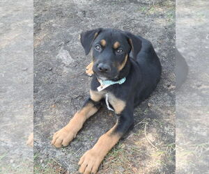 Doberman Pinscher-Unknown Mix Dogs for adoption in Buffalo, MN, USA