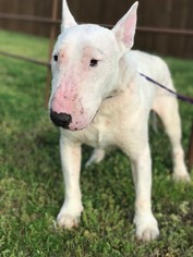 Small Bull Terrier Mix