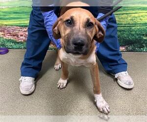 Rhodesian Ridgeback-Unknown Mix Dogs for adoption in Moreno Valley, CA, USA