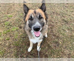 Collie-German Shepherd Dog Mix Dogs for adoption in Ocala, FL, USA
