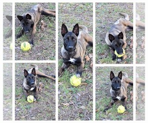 Mutt Dogs for adoption in LOGANVILLE, GA, USA