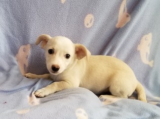 Dachshund-Jack Russell Terrier Mix Dogs for adoption in Stockton, CA, USA