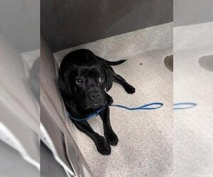 Basset Hound-Labrador Retriever Mix Dogs for adoption in Tallahassee, FL, USA