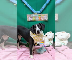 Harrier-Unknown Mix Dogs for adoption in Franklin, North Carolina, NC, USA