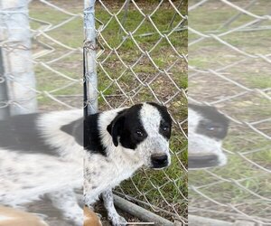 Mutt Dogs for adoption in Woodbridge , NJ, USA