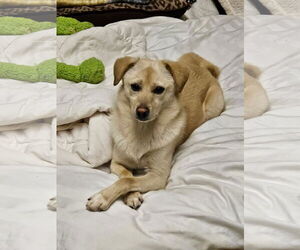 Beagle-Spaniel Mix Dogs for adoption in Agoura Hills, CA, USA