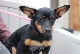 Dorgi Dogs for adoption in Yardley, PA, USA