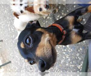 Miniature Pinscher Dogs for adoption in Davis, CA, USA