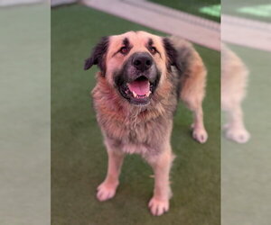 Anatolian Shepherd Dogs for adoption in Sacramento, CA, USA