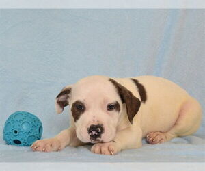 Boxer-Unknown Mix Dogs for adoption in Oroville, CA, USA