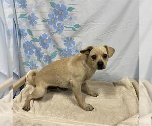 Chug Dogs for adoption in Modesto, CA, USA