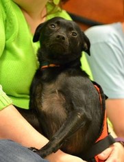 Medium Photo #1 Chug Puppy For Sale in Poughkeepsie, GA, USA