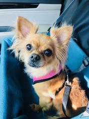 Chihuahua Dogs for adoption in Flushing, NY, USA