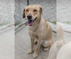 Mutt Dogs for adoption in Anchorage, AK, USA