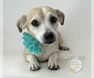 Chiweenie Dogs for adoption in Benton, LA, USA