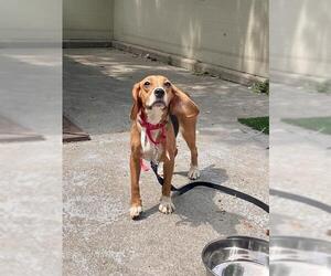 Beagle Dogs for adoption in Boston, MA, USA