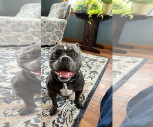American Staffordshire Terrier Dogs for adoption in Minneapolis, MN, USA
