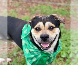 German Shepherd Dog-Unknown Mix Dogs for adoption in Sacramento, CA, USA