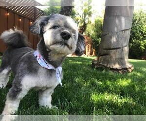 Mal-Shi Dogs for adoption in San Jose, CA, USA