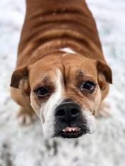 Beabull Dogs for adoption in Buffalo, NY, USA