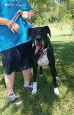 Great Dane Dogs for adoption in Trenton, MO, USA