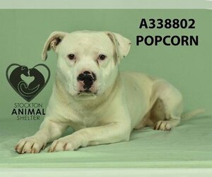 American Bulldog-Unknown Mix Dogs for adoption in Stockton, CA, USA