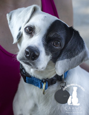 Raggle Dogs for adoption in Baton Rouge, LA, USA