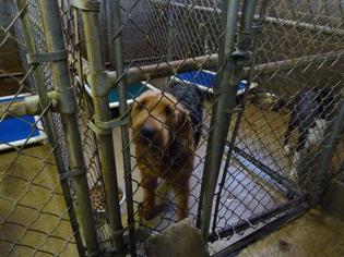 Airedale Terrier Dogs for adoption in Pierceton , IN, USA