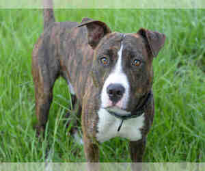 American Bulldog-Unknown Mix Dogs for adoption in Fort Lauderdale, FL, USA