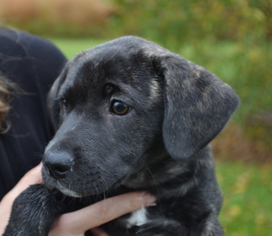 Boxador Dogs for adoption in Hockessin, DE, USA