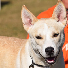 Alaskan Husky Dogs for adoption in Huntley, IL, USA