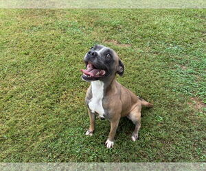 Boxer-Unknown Mix Dogs for adoption in Grovetown, GA, USA
