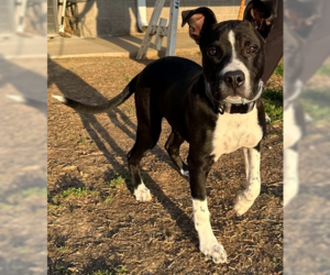 Mutt Dogs for adoption in Evansville, IN, USA