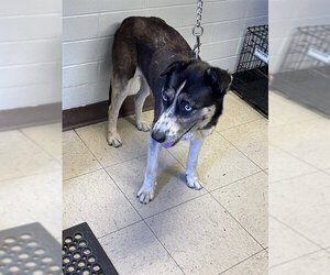 Siberian Husky-Unknown Mix Dogs for adoption in Stockton, CA, USA