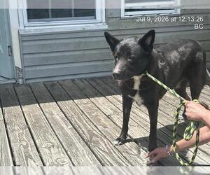 Shepradors Dogs for adoption in Ocala, FL, USA