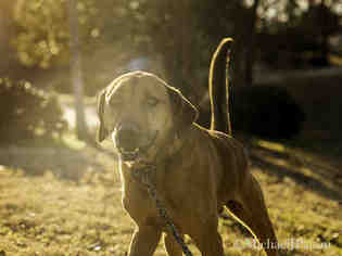 Redbone Coonhound Dogs for adoption in Nashville, TN, USA