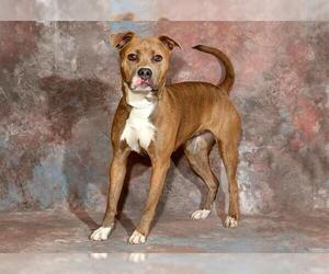 Mutt Dogs for adoption in West Valley, UT, USA