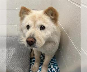 Chow Chow Dogs for adoption in Rosenberg, TX, USA