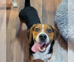 Beagle Dogs for adoption in Las Vegas, NV, USA
