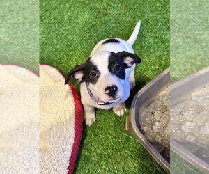 Labrador Retriever-Unknown Mix Dogs for adoption in Sanford, FL, USA