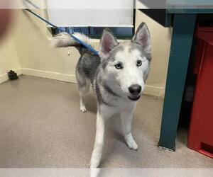 Siberian Husky Dogs for adoption in Pasadena, CA, USA
