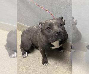 American Pit Bull Terrier-Unknown Mix Dogs for adoption in Las Vegas, NV, USA