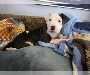 American Pit Bull Terrier-Unknown Mix Dogs for adoption in Duluth, MN, USA