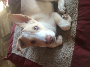 Alaskan Husky-Labrador Retriever Mix Dogs for adoption in Los Angeles, CA, USA