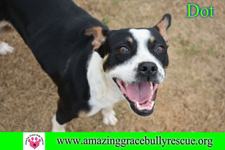 American Staffordshire Terrier-Boston Terrier Mix Dogs for adoption in Pensacola, FL, USA