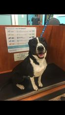 Border Collie Dogs for adoption in Los Banos, CA, USA